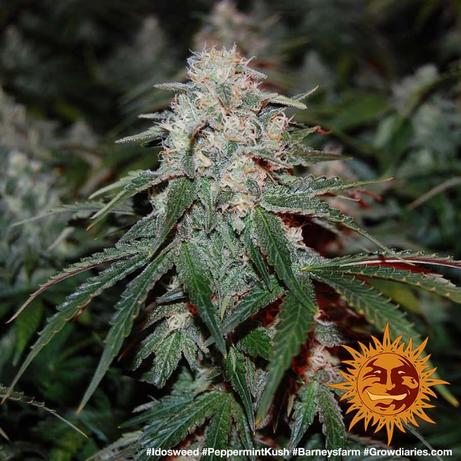 ! PEPPERMINT KUSH™ BARNEYS FARM® Graines de cannabis