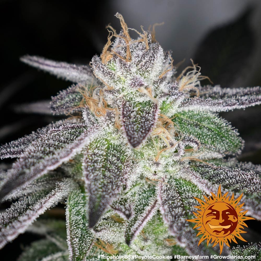 ! PEYOTE COOKIES™ Cannabis Seeds | BARNEYS FARM®