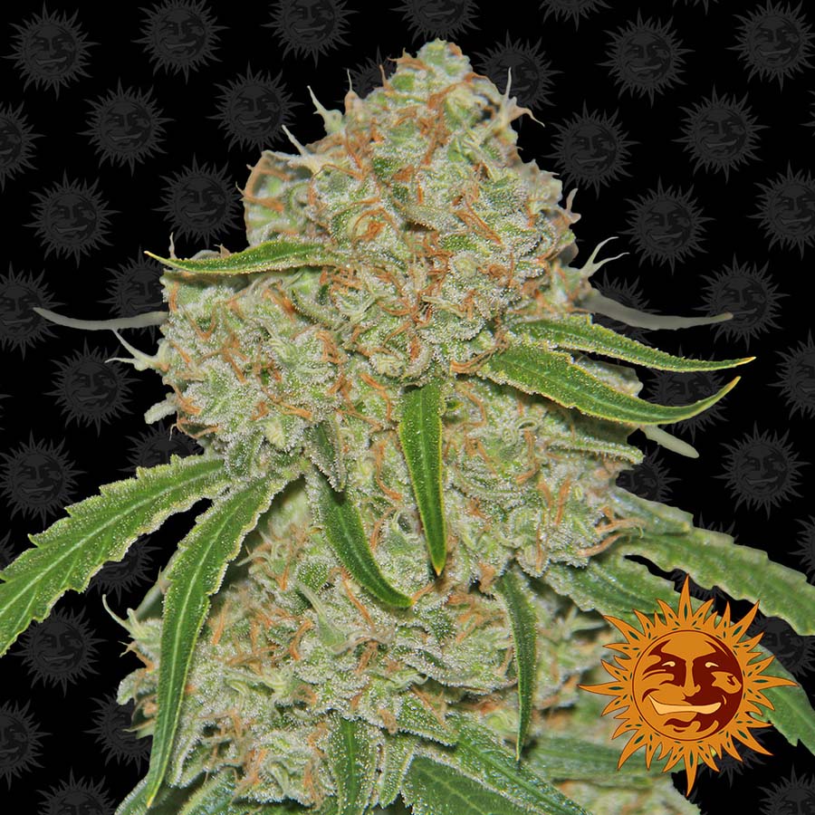 ! PHANTOM OG™ Cannabis Seeds BARNEYS FARM®