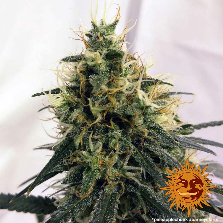 ! PINEAPPLE CHUNK™ Cannabis Seeds BARNEYS FARM®