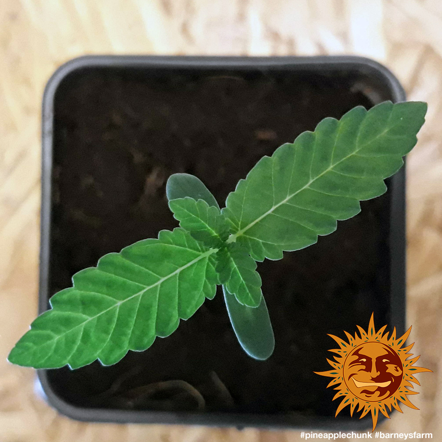 ! PINEAPPLE CHUNK™ Cannabis Seeds BARNEYS FARM®