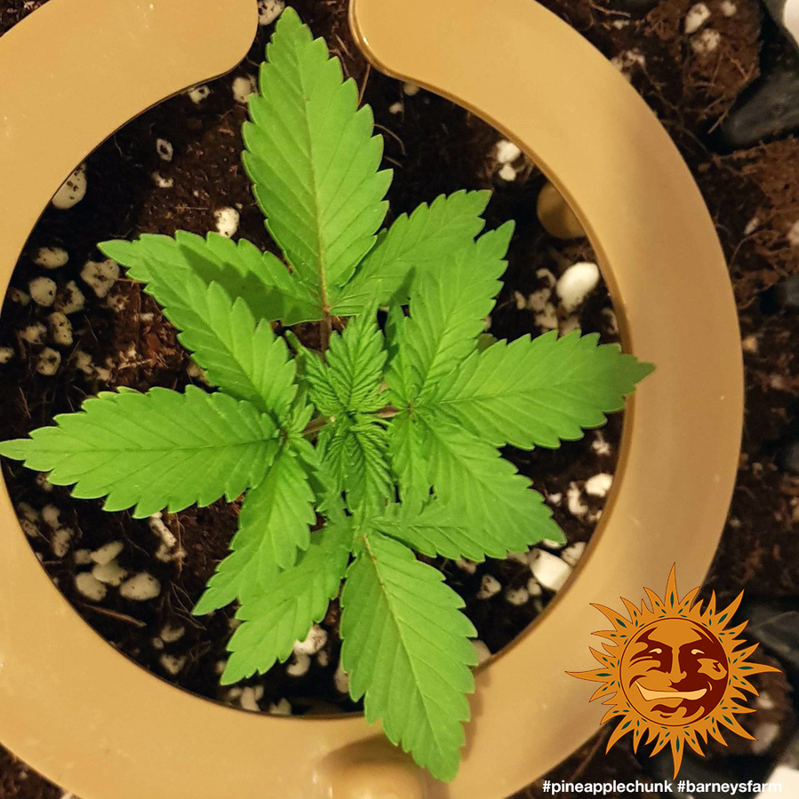 ! PINEAPPLE CHUNK™ Cannabis Seeds BARNEYS FARM®
