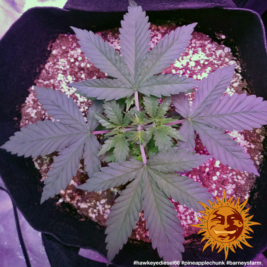 ! PINEAPPLE CHUNK™ Cannabis Seeds BARNEYS FARM®