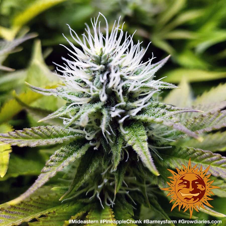 ! PINEAPPLE CHUNK™ Cannabis Seeds BARNEYS FARM®