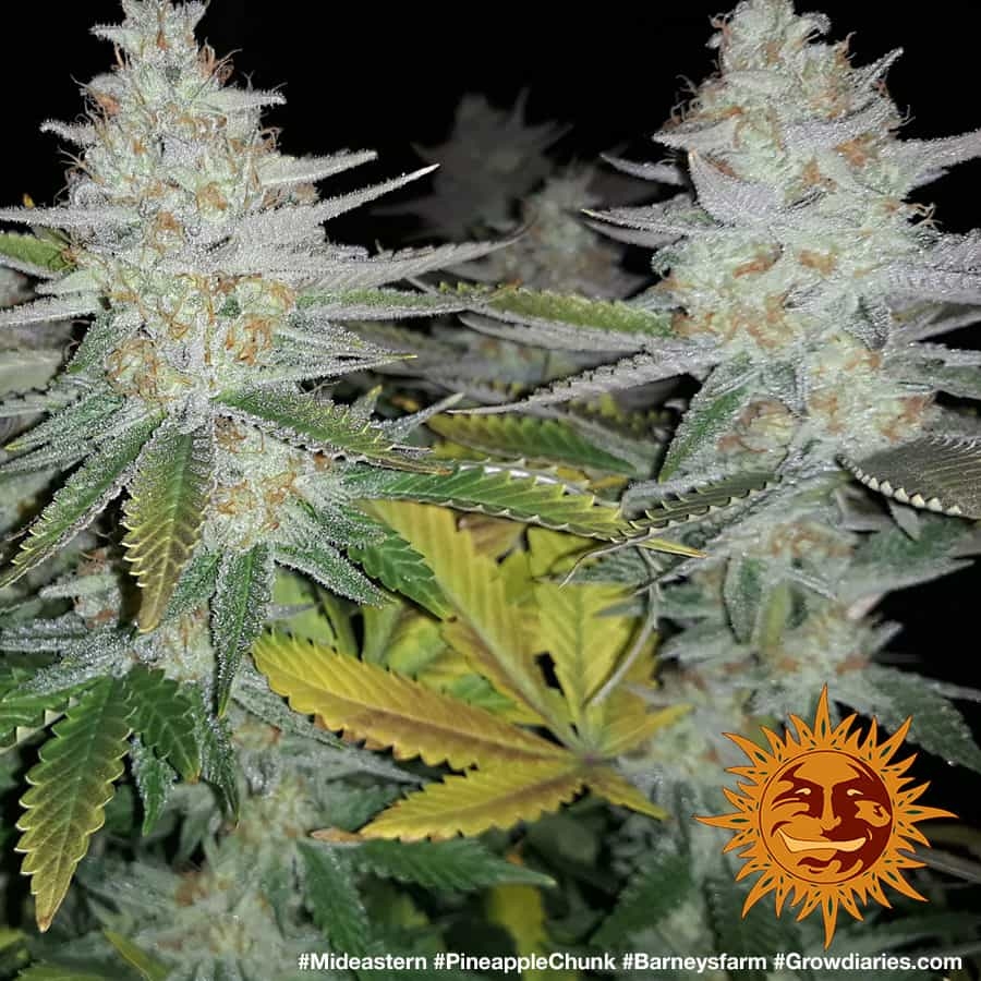 ! PINEAPPLE CHUNK™ Cannabis Seeds BARNEYS FARM®