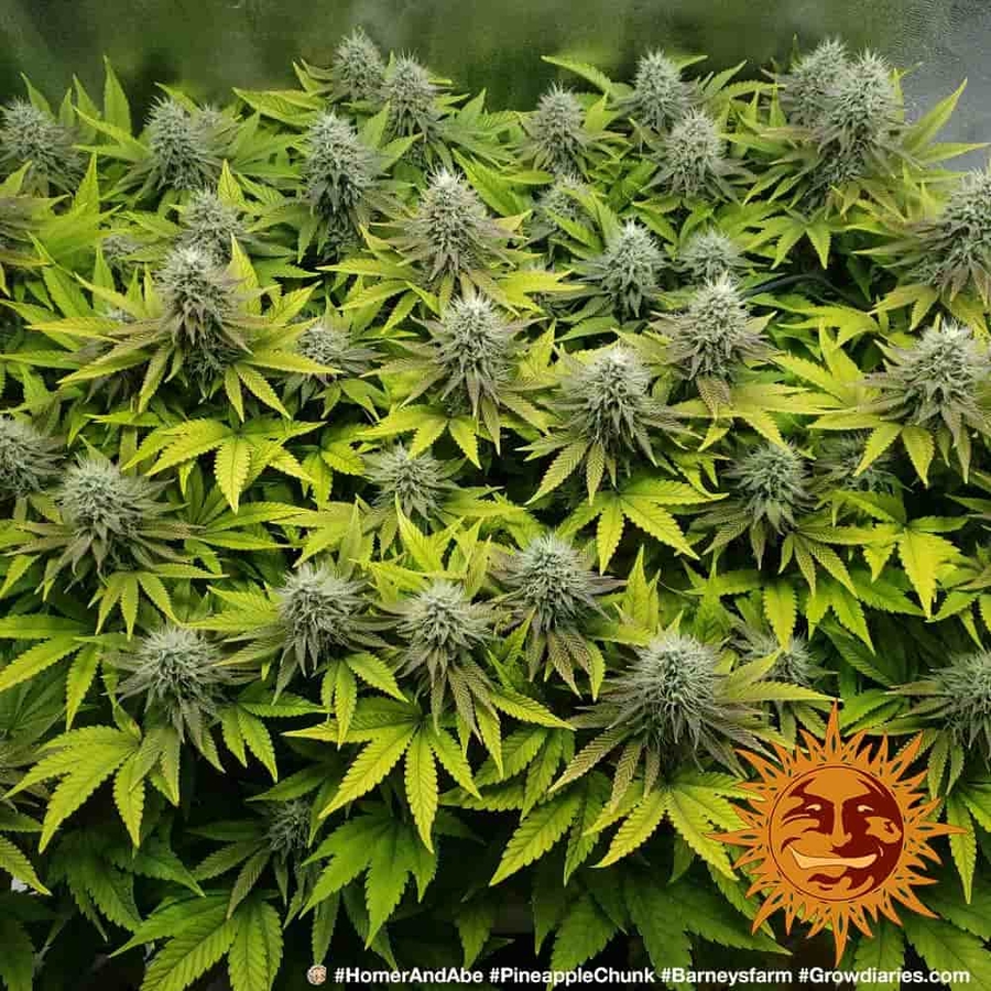 ! PINEAPPLE CHUNK™ Cannabis Seeds BARNEYS FARM®