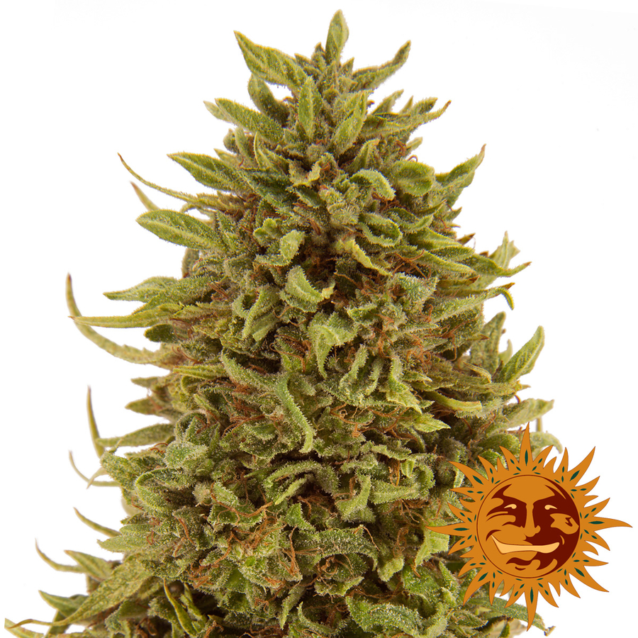 ! PINEAPPLE EXPRESS AUTO™ Seeds BARNEYS FARM® Site