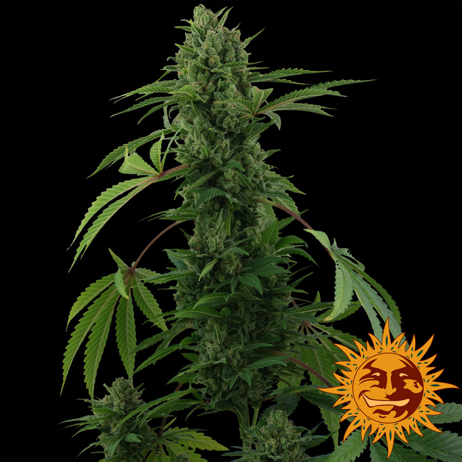 ! PINEAPPLE EXPRESS AUTO™ Seeds BARNEYS FARM® Site