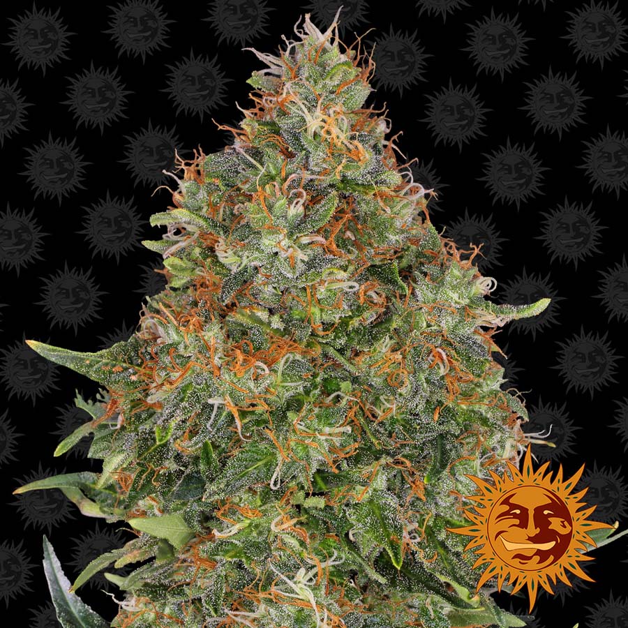 ! PINEAPPLE EXPRESS AUTO™ Autoflowering Cannabis Seeds BARNEYS FARM®