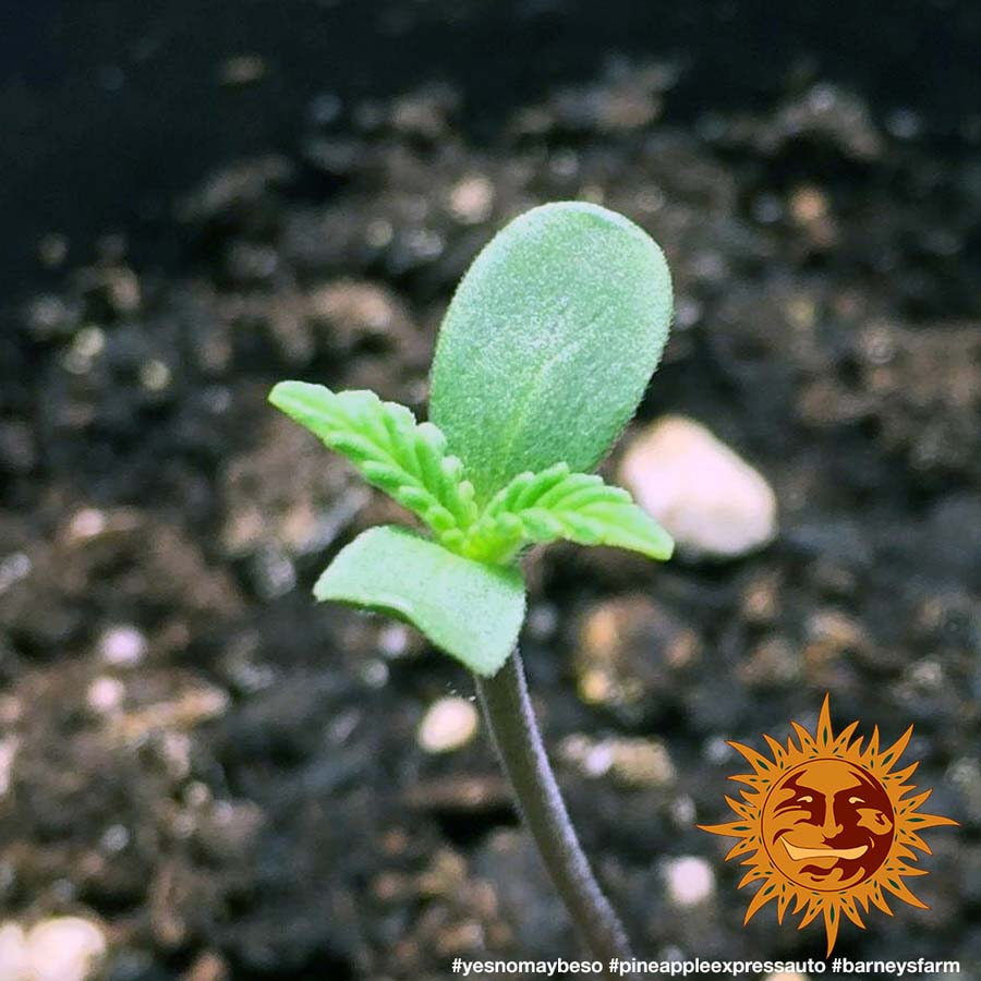 ! PINEAPPLE EXPRESS AUTO™ Autoflowering Cannabis Seeds BARNEYS FARM®