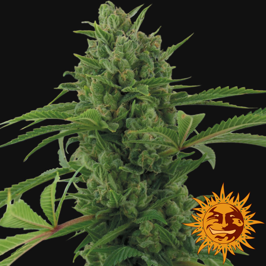 ! PINEAPPLE EXPRESS AUTO™ Seeds BARNEYS FARM® Site