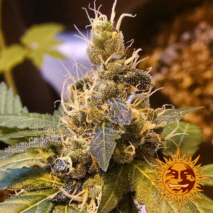 ! PINEAPPLE EXPRESS AUTO™ Seeds BARNEYS FARM® Site
