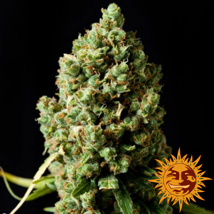 PINEAPPLE EXPRESS AUTO™ Seeds | BARNEYS FARM® Site