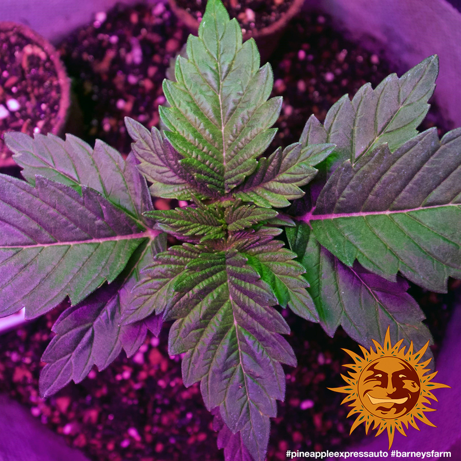 ! PINEAPPLE EXPRESS AUTO™ Autoflowering Cannabis Seeds BARNEYS FARM®
