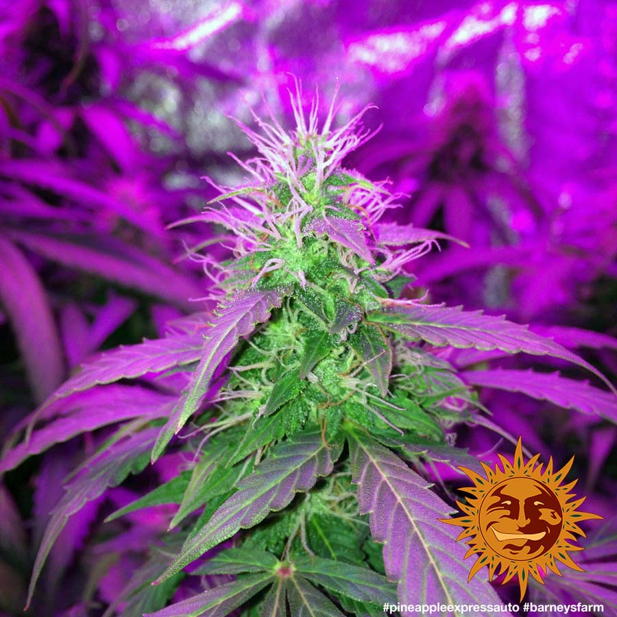 ! PINEAPPLE EXPRESS AUTO™ Autoflowering Cannabis Seeds BARNEYS FARM®