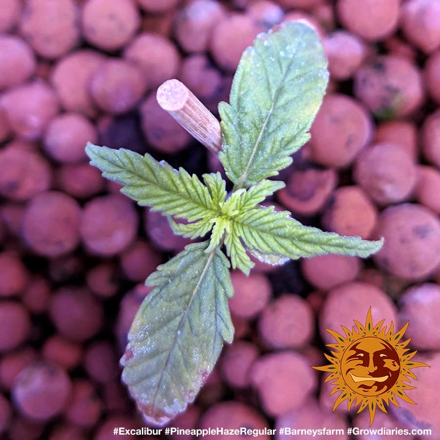 ! PINEAPPLE HAZE REGULAR™ Cannabis Seeds BARNEYS FARM®