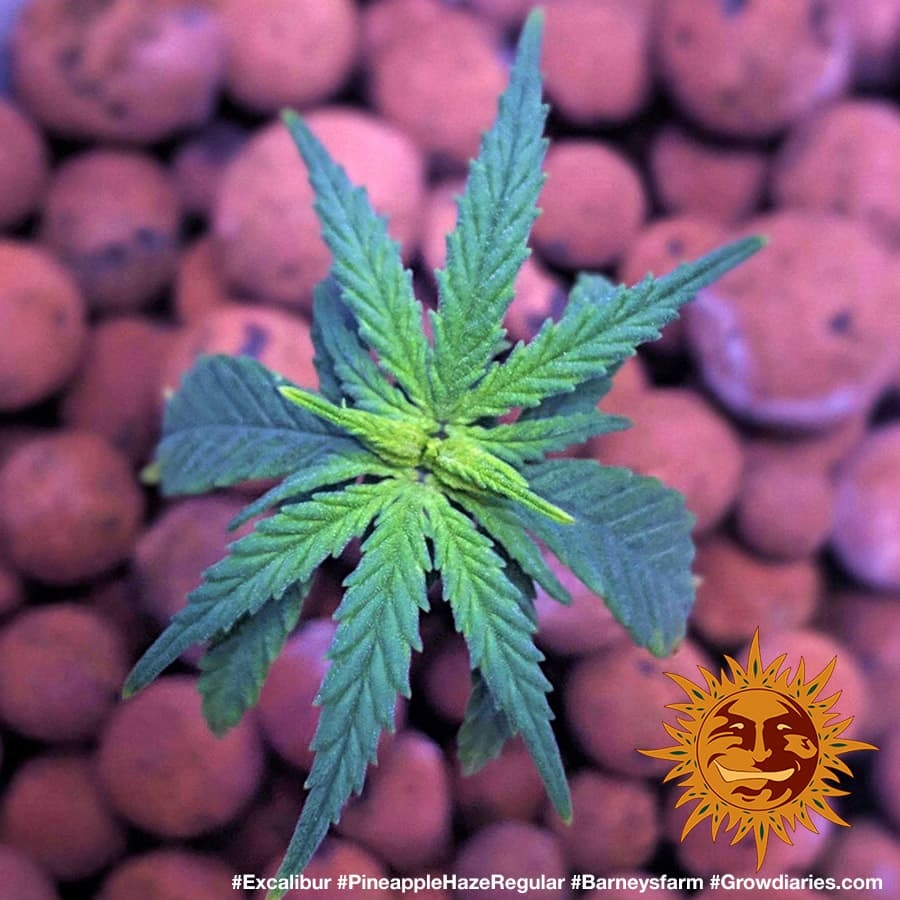 ! PINEAPPLE HAZE REGULAR™ Cannabis Seeds BARNEYS FARM®