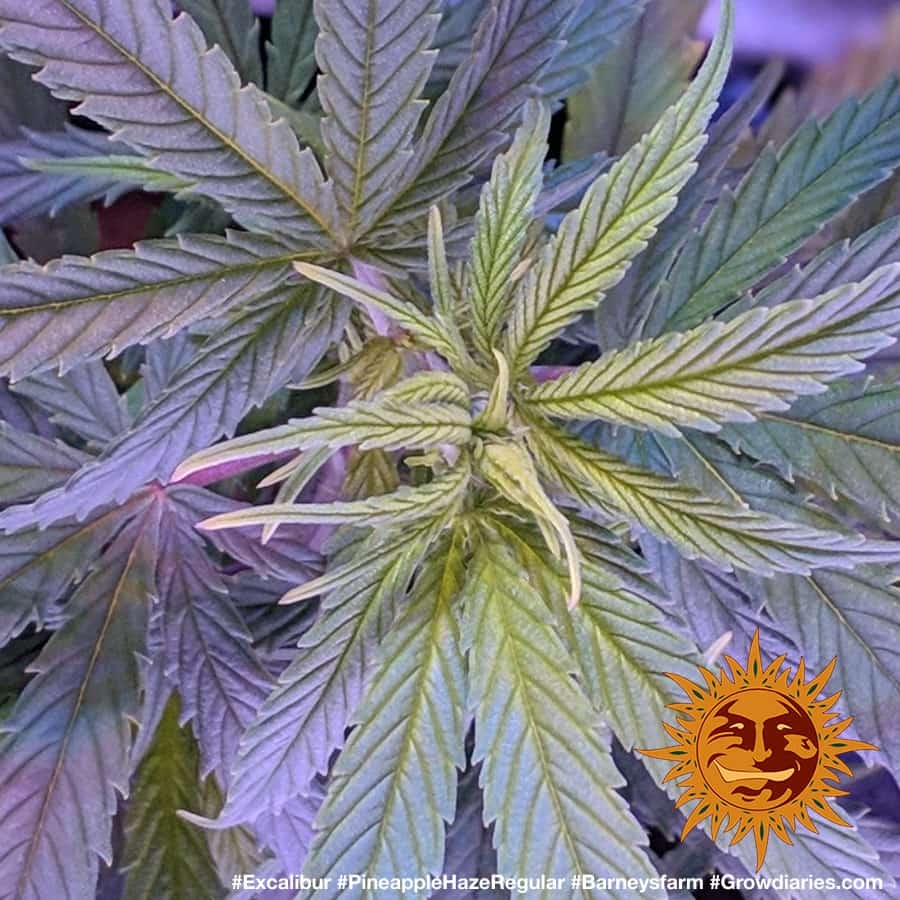 ! PINEAPPLE HAZE REGULAR™ Cannabis Seeds BARNEYS FARM®