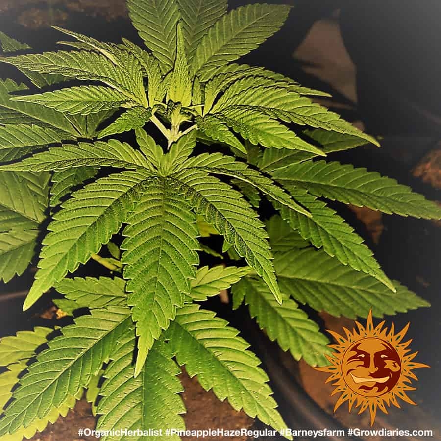 ! PINEAPPLE HAZE REGULAR™ Cannabis Seeds BARNEYS FARM®