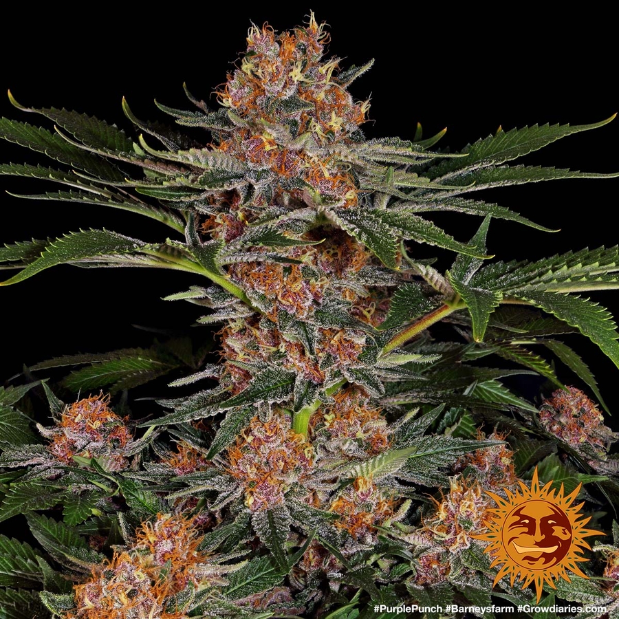  PURPLE PUNCH   Cannabis Seeds BARNEYS FARM 