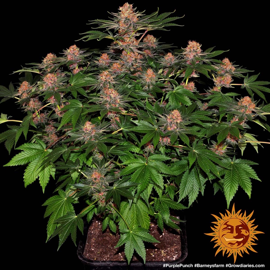 ! PURPLE PUNCH™ Cannabis Seeds BARNEYS FARM®