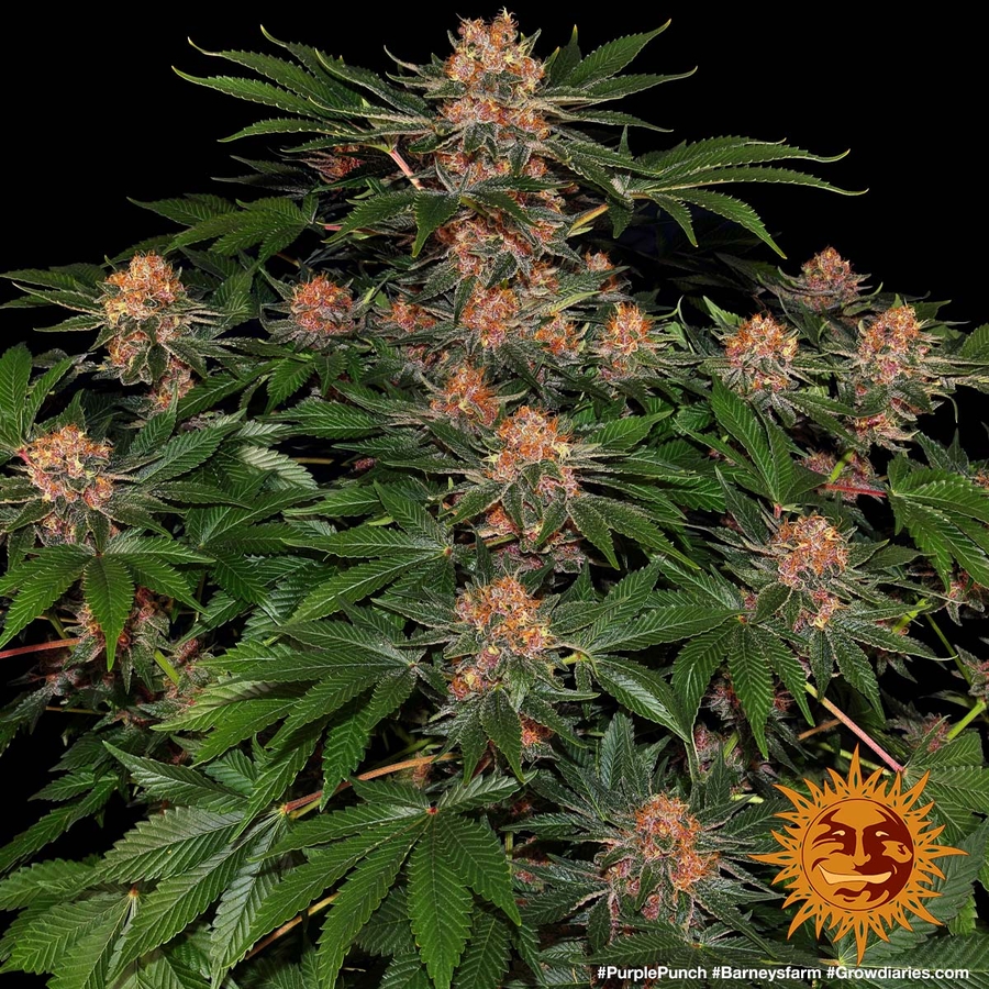 ! PURPLE PUNCH™ Cannabis Seeds BARNEYS FARM®