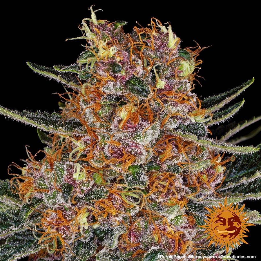  PURPLE PUNCH   Cannabis Seeds BARNEYS FARM 