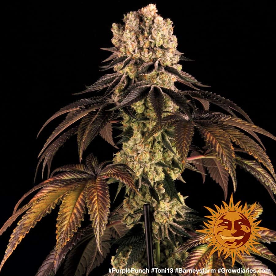 ! PURPLE PUNCH™ Cannabis Seeds BARNEYS FARM®