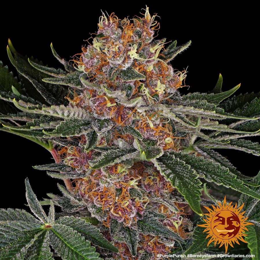  PURPLE PUNCH   Cannabis Seeds BARNEYS FARM 