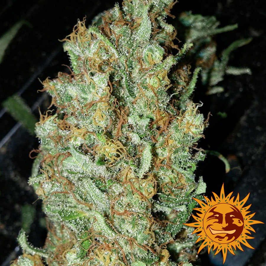 Red Dragon Marijuana Strain — Basic / Breeders Info