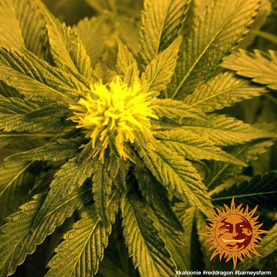 dragon medical one reviews
