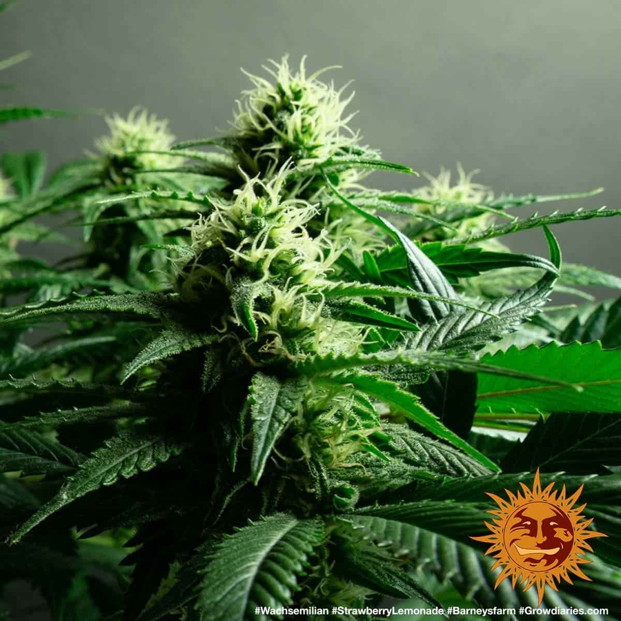 ! STRAWBERRY LEMONADE™ Cannabis Seeds BARNEYS FARM®