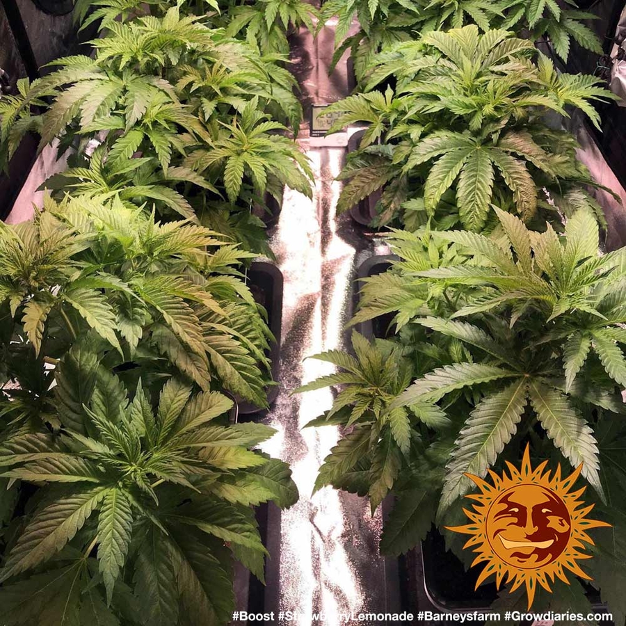 ! STRAWBERRY LEMONADE™ Cannabis Seeds BARNEYS FARM®