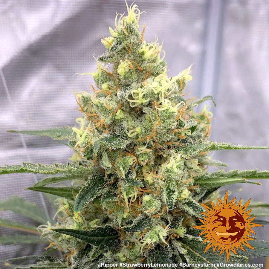 ! STRAWBERRY LEMONADE™ Cannabis Seeds BARNEYS FARM®