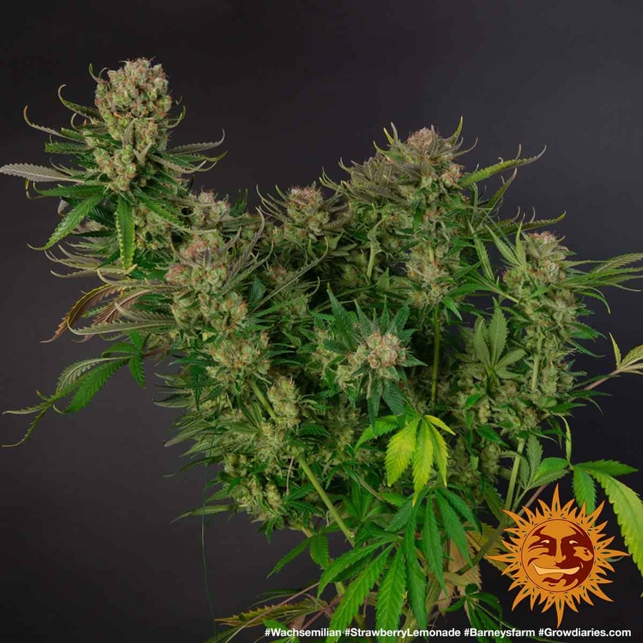 ! STRAWBERRY LEMONADE™ Cannabis Seeds BARNEYS FARM®