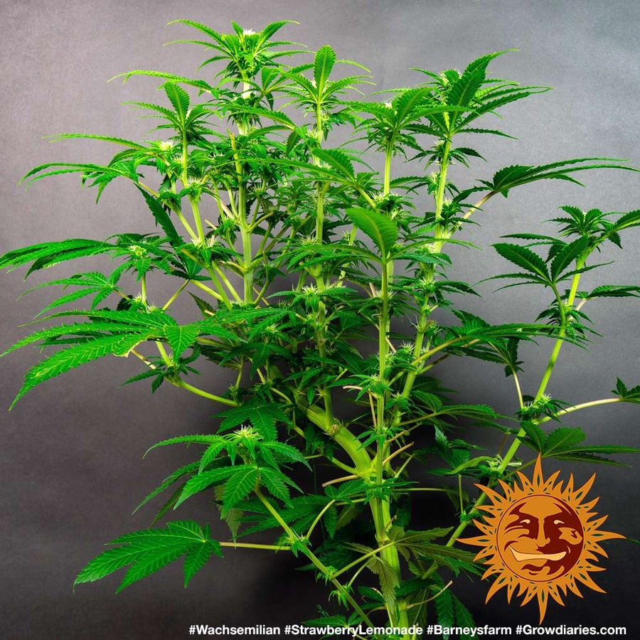 ! STRAWBERRY LEMONADE™ Cannabis Seeds BARNEYS FARM®