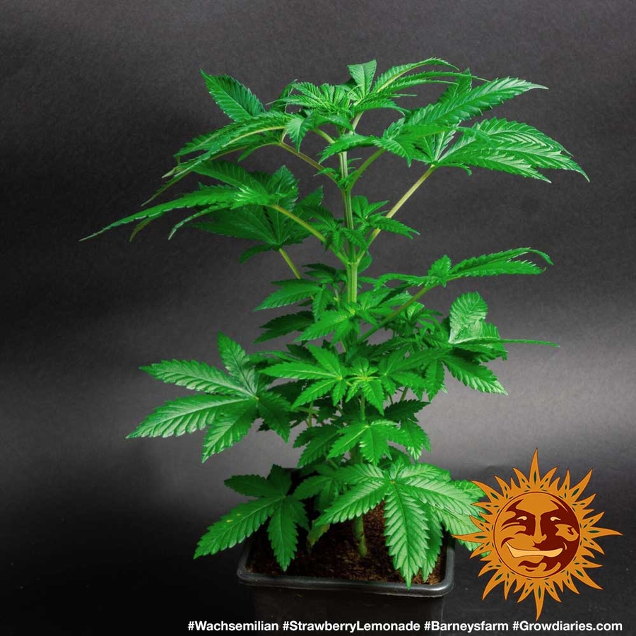 ! STRAWBERRY LEMONADE™ Cannabis Seeds BARNEYS FARM®