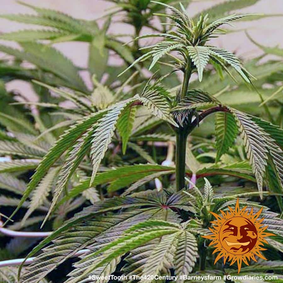 SWEET TOOTH 1 Cannabis Seeds BARNEYS FARM 