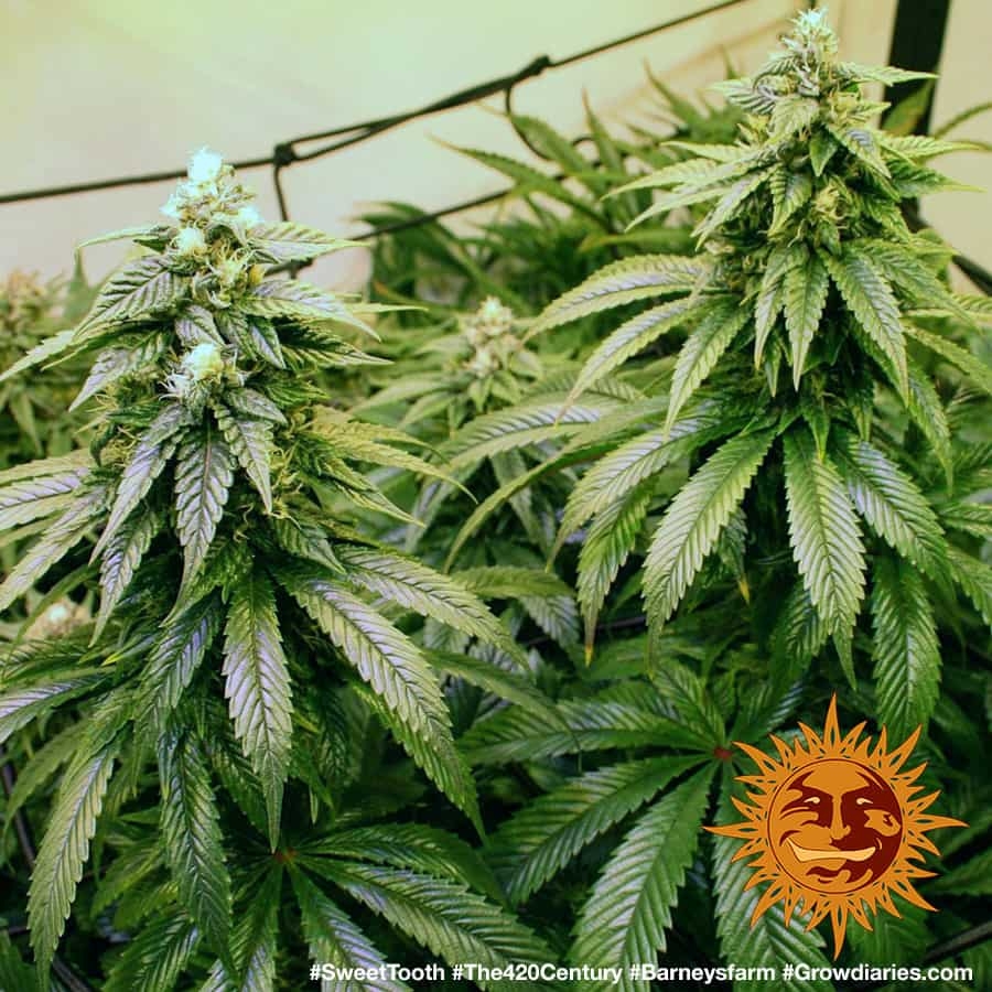  SWEET TOOTH 1 Cannabis Seeds BARNEYS FARM 