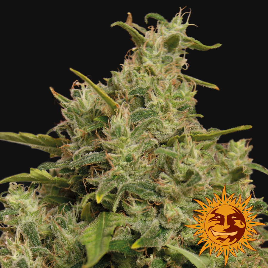 sweetie strain sweetie strain