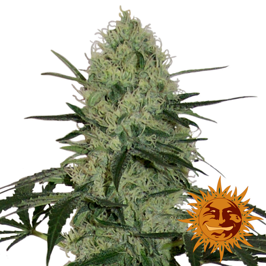 ! Tangerine Dream Auto Cannabis Seeds Official Barneys Farm site