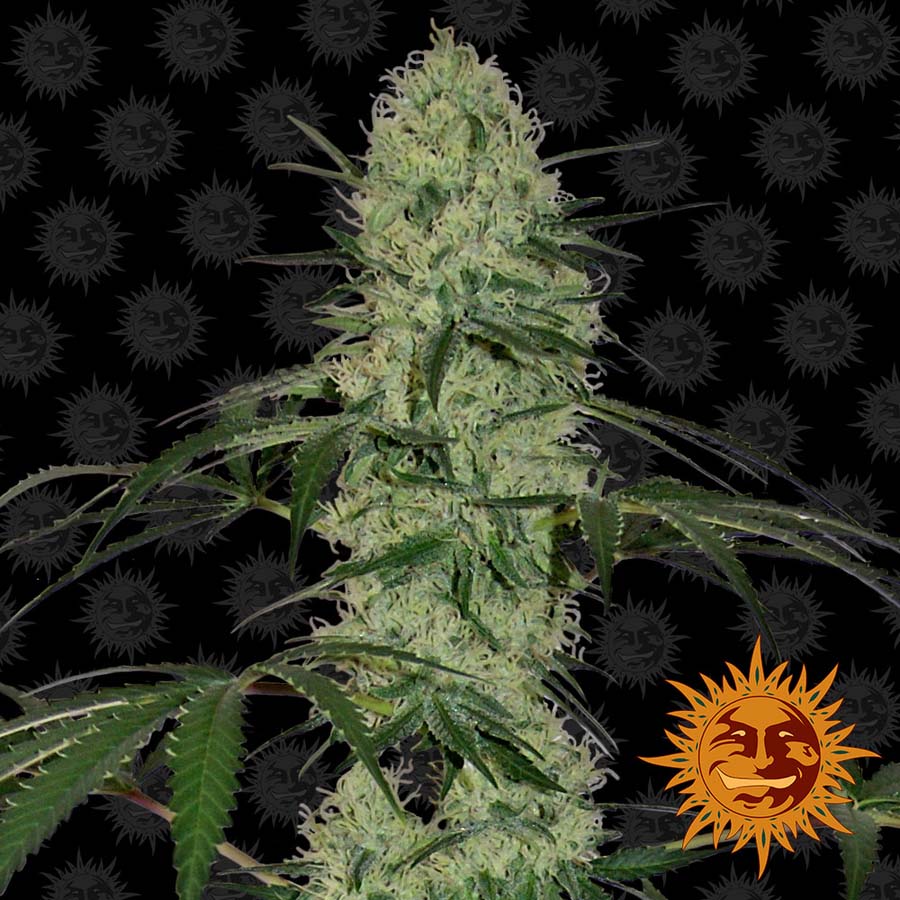 ! TANGERINE DREAM AUTO™ Autoflowering Cannabis Seeds BARNEYS FARM®