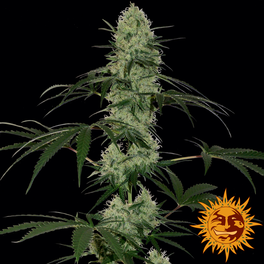! Tangerine Dream Auto Cannabis Seeds Official Barneys Farm site