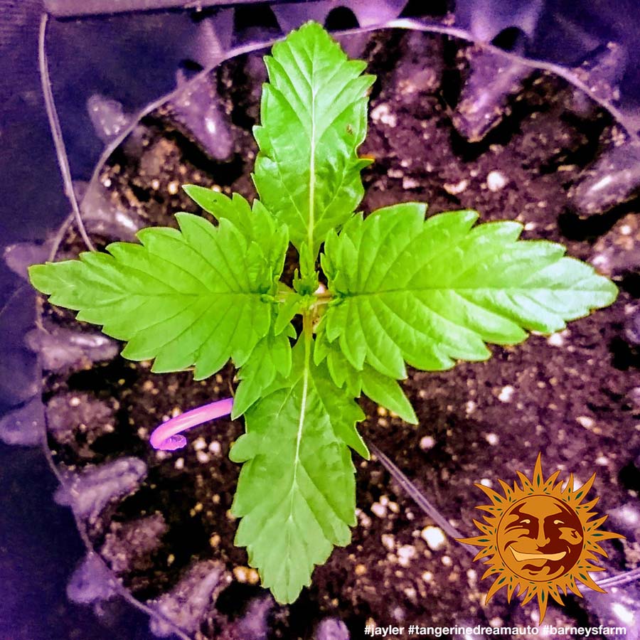 ! TANGERINE DREAM AUTO™ Autoflowering Hanfsamen BARNEYS FARM® Cannabis