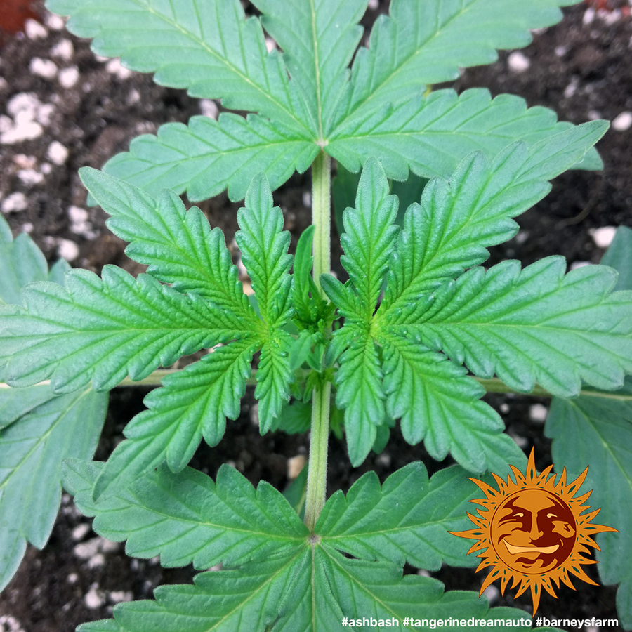 ! TANGERINE DREAM AUTO™ Autoflowering Cannabis Seeds BARNEYS FARM®
