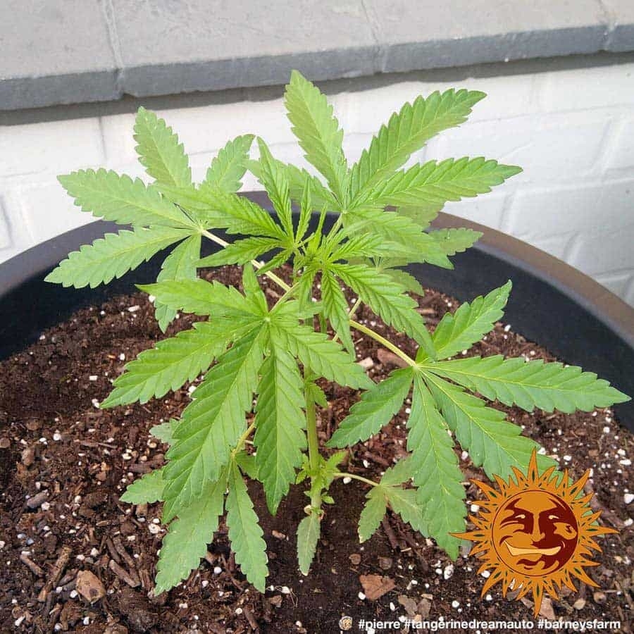 ! TANGERINE DREAM AUTO™ Autoflowering Cannabis Seeds BARNEYS FARM®