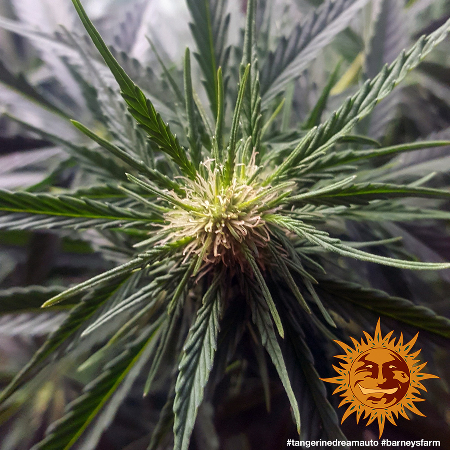 ! TANGERINE DREAM AUTO™ Autoflowering Cannabis Seeds BARNEYS FARM®