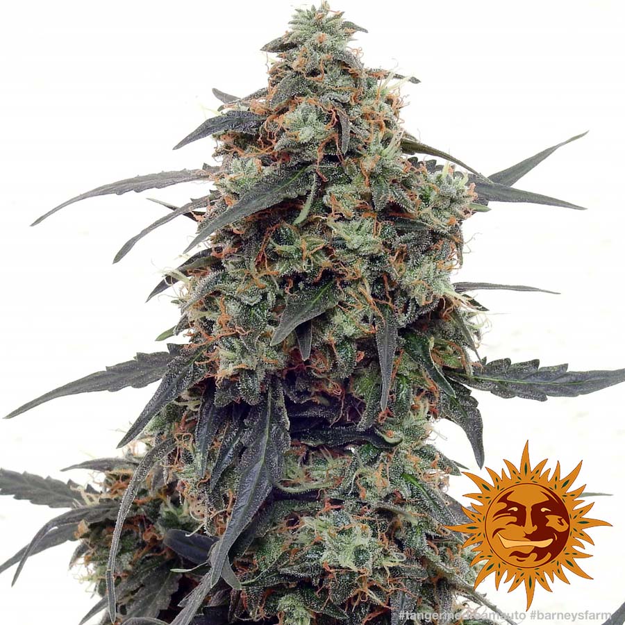 ! TANGERINE DREAM AUTO™ Autoflowering Cannabis Seeds BARNEYS FARM®