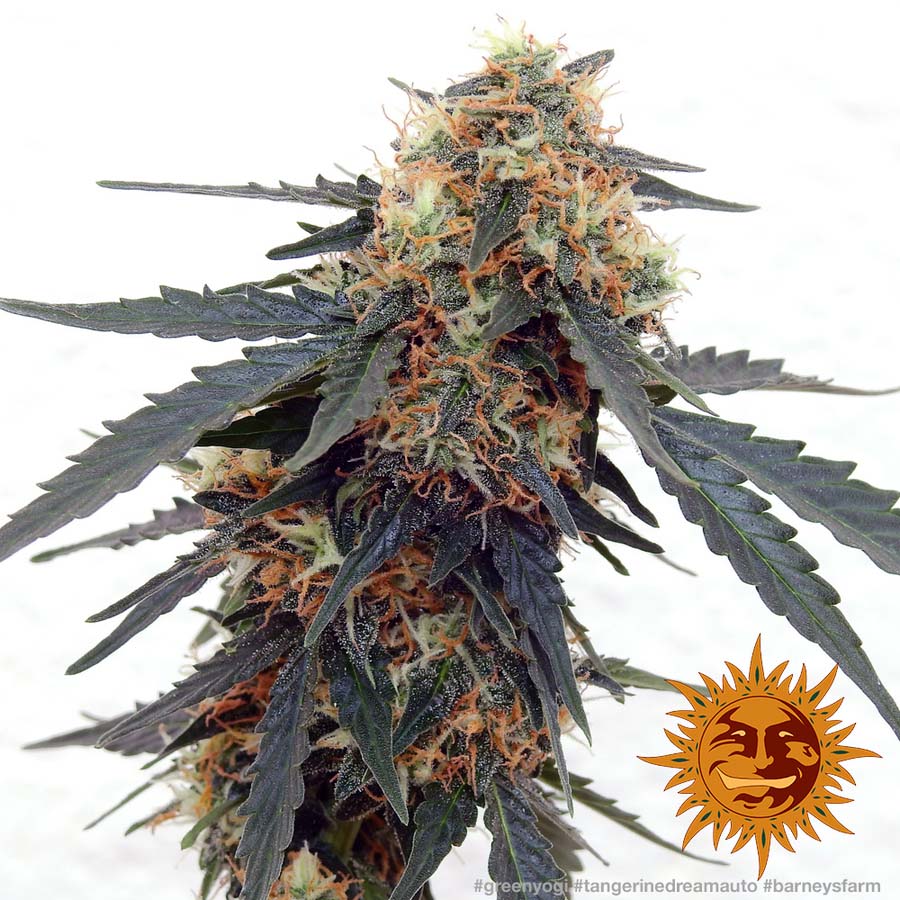 barney farms tangerine dream