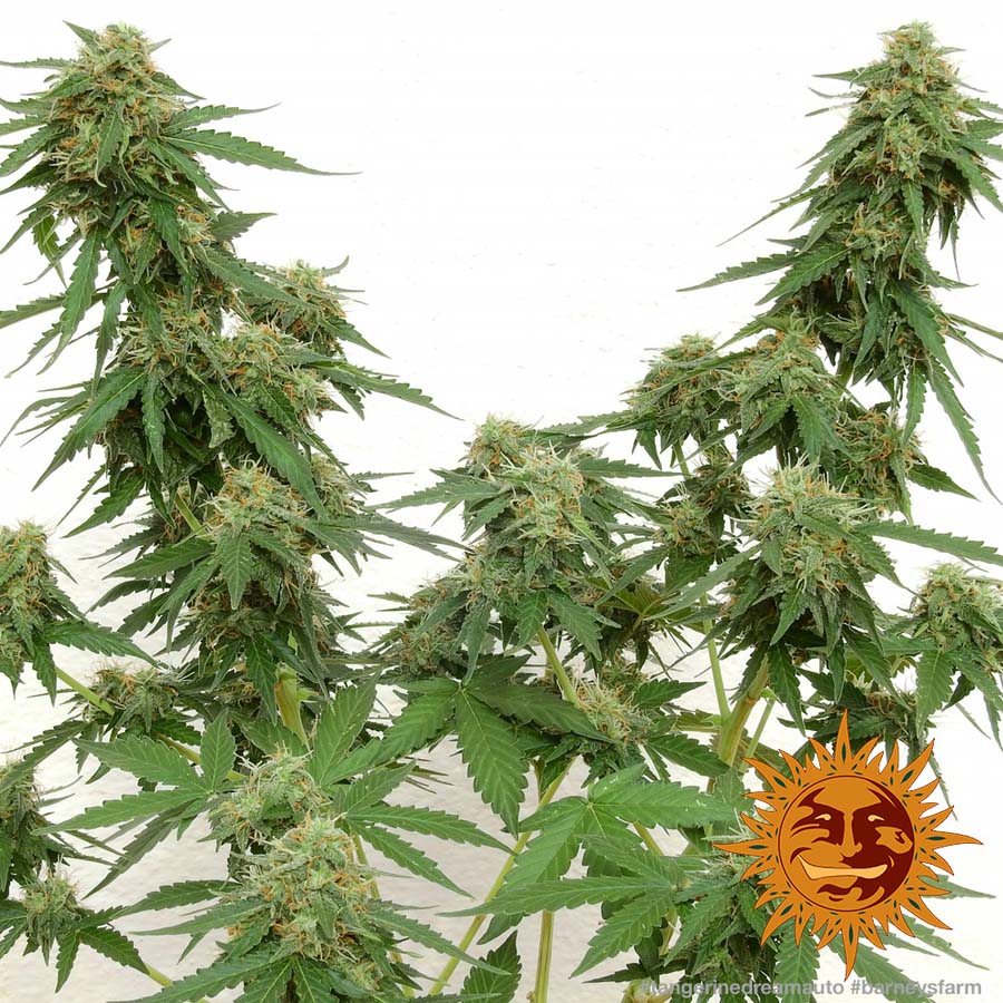 tangerine dream strain autoflower tangerine dream strain autoflower
